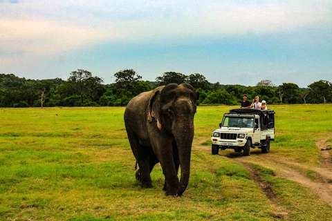 Экскурсии на Шри Ланке